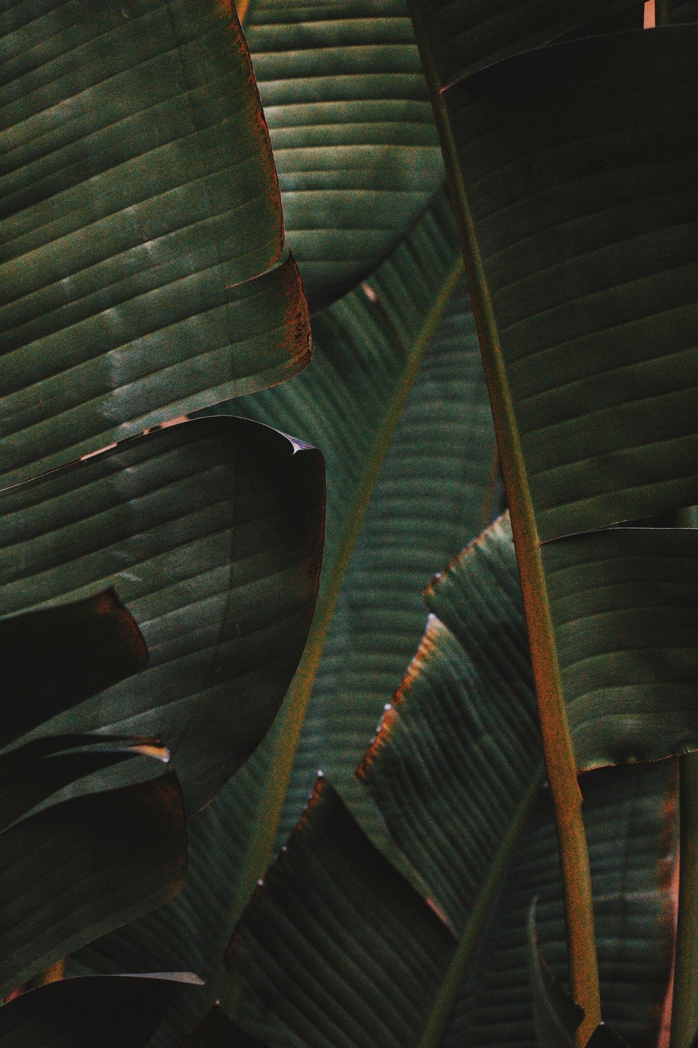 _banana_leaves